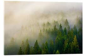 Acrylglasbild Wald im Nebel