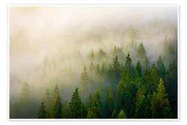 Poster Wald im Nebel