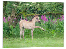 Aluminium print Dülmen foals in a meadow - Katho Menden
