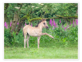 Wandbild Dülmener Fohlen auf einer Wiese - Katho Menden