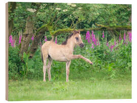 Holzbild Dülmener Fohlen auf einer Wiese - Katho Menden