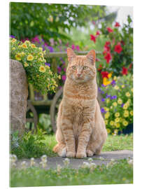 Acrylglasbild Rote Katze sitzt zwischen Blüten - Katho Menden