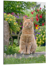 Alubild Rote Katze sitzt zwischen Blüten - Katho Menden