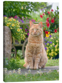 Leinwandbild Rote Katze sitzt zwischen Blüten - Katho Menden