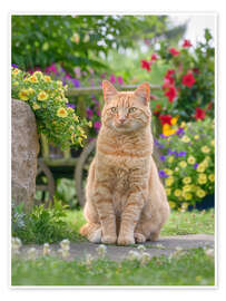 Wandbild Rote Katze sitzt zwischen Blüten - Katho Menden