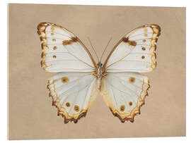 Acrylglasbild Morpho Peleides Schmetterling - TAlex