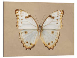 Alubild Morpho Peleides Schmetterling - TAlex