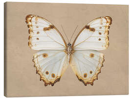 Leinwandbild Morpho Peleides Schmetterling - TAlex