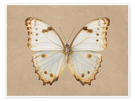 Poster Morpho Peleides Schmetterling - TAlex