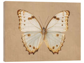 Holzbild Morpho Peleides Schmetterling - TAlex