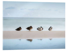 Acrylglasbild Enten an der Ostsee - Nils Steiner