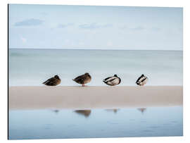 Aluminium print Ducks on the Baltic Sea - Nils Steiner