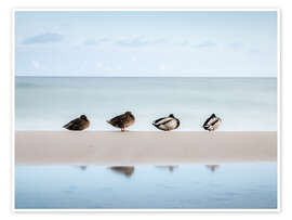 Wandbild Enten an der Ostsee - Nils Steiner