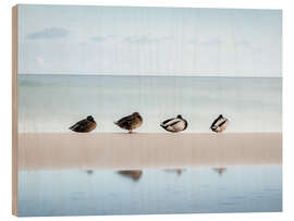 Stampa su legno Ducks on the Baltic Sea - Nils Steiner