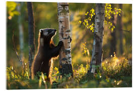 Acrylglasbild Vielfraß im Birkenwald im Frühling, Finnland - Christian Müringer
