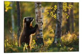 Aluminium print Wolverine in a birch forest in spring, Finland - Christian Müringer