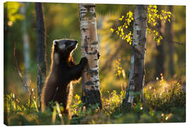 Leinwandbild Vielfraß im Birkenwald im Frühling, Finnland - Christian Müringer