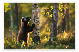 Poster Vielfraß im Birkenwald im Frühling, Finnland - Christian Müringer