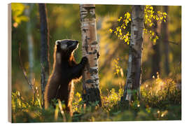 Stampa su legno Wolverine in a birch forest in spring, Finland - Christian Müringer