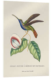 Tableau en verre acrylique Vintage Hummingbird - Andrea Haase