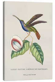 Leinwandbild Vintage Kolibri - Andrea Haase