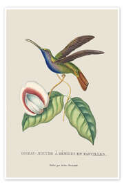 Wandbild Vintage Kolibri - Andrea Haase