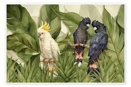 Poster Kakadu-Dschungel