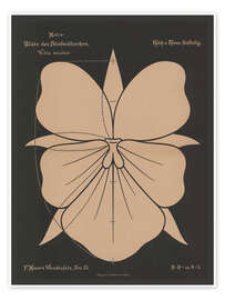 Wandbild Stiefmütterchen (Vióla tricolor), 1892 - Ferdinand Moser