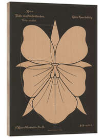 Holzbild Stiefmütterchen (Vióla tricolor), 1892 - Ferdinand Moser