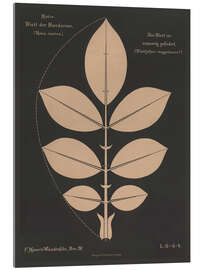 Tableau en verre acrylique Dog Rose (Rosa canina), 1892 - Ferdinand Moser