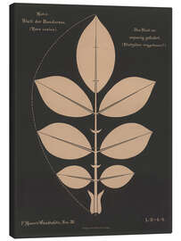 Leinwandbild Blatt der Hundsrose (Rosa canina), 1892 - Ferdinand Moser
