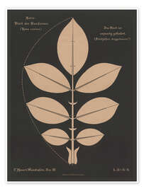 Wandbild Blatt der Hundsrose (Rosa canina), 1892 - Ferdinand Moser