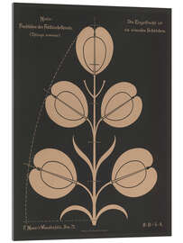 Tableau en verre acrylique Fruit of the Field Pennycress (Thlaspi arvénse), 1892 - Ferdinand Moser