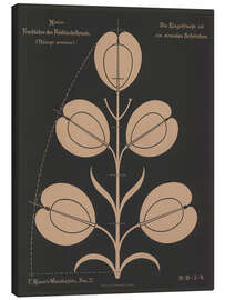 Leinwandbild Fruchttähre des Feldtäschelkrauts (Thlaspi arvénse), 1892 - Ferdinand Moser