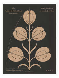 Wandbild Fruchttähre des Feldtäschelkrauts (Thlaspi arvénse), 1892 - Ferdinand Moser