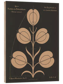 Holzbild Fruchttähre des Feldtäschelkrauts (Thlaspi arvénse), 1892 - Ferdinand Moser