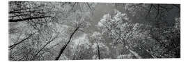 Acrylglasbild Blick in die Baumwipfel