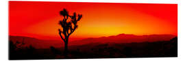 Acrylglasbild Sonnenuntergang, Joshua Tree National Park, Kalifornien, USA