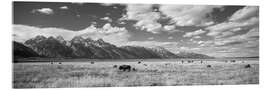 Acrylglasbild Büffel im Grand-Teton-Nationalpark, Wyoming, USA
