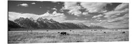 Alubild Büffel im Grand-Teton-Nationalpark, Wyoming, USA