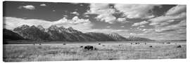Leinwandbild Büffel im Grand-Teton-Nationalpark, Wyoming, USA