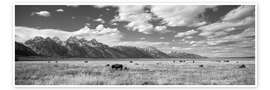 Poster Büffel im Grand-Teton-Nationalpark, Wyoming, USA