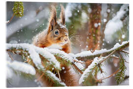 Acrylglasbild Eichhörnchen im Winter