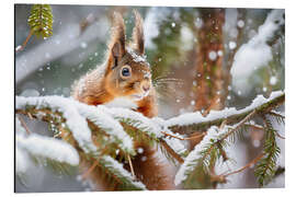 Magnettafel Eichhörnchen im Winter