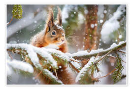 Poster Eichhörnchen im Winter