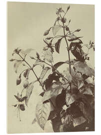 Tableau en verre acrylique Flower Still Life With Fuchsia - Charles Hippolyte Aubry