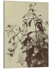 Aluminium print Flower Still Life With Fuchsia - Charles Hippolyte Aubry