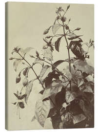 Leinwandbild Blumenstillleben mit Fuchsie - Charles Hippolyte Aubry