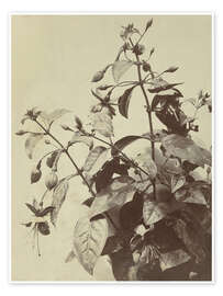 Wandbild Blumenstillleben mit Fuchsie - Charles Hippolyte Aubry