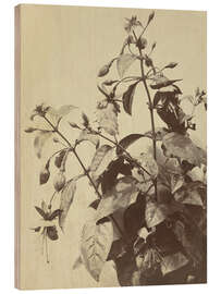 Holzbild Blumenstillleben mit Fuchsie - Charles Hippolyte Aubry